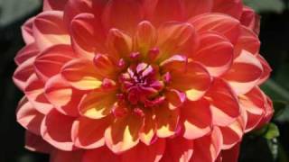 DahlienImpressionen Dahlias [upl. by Tigirb]