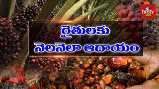 Oil Palm Cultivation Palm Oil Complete Guide  Planting Fertilizing amp Marketing  hmtv Agri [upl. by Euqimod]