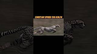 The fastest creature on land trending animals lion horse cheetah springbok viralvideo short [upl. by Liakim]