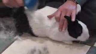 FURminator Black and White Bunny [upl. by Claudie]