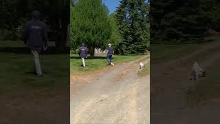 Gravel road walking sound excited poodles barking ASMRshorts Stanwood WA USA [upl. by Pollack240]