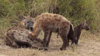 Morning with a Hyena Pup [upl. by Ateuqahs346]