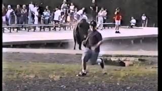 Bison Chases a Crowd at Old Faithful  Yellowstone [upl. by Rekoob562]