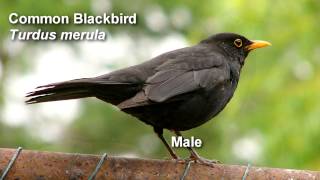 Blackbird  Common Blackbird Birdsong [upl. by Lupee]