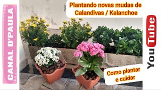 Como plantar e cuidar de Kalanchoe  Calandiva  Flor da Fortuna no vaso [upl. by Ahsyek]