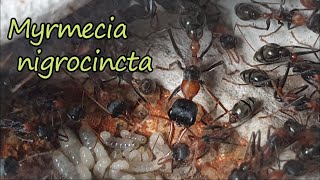 Myrmecia nigrocincta 1 year update [upl. by Kindig111]