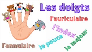 les noms des doigts en français [upl. by Andria]