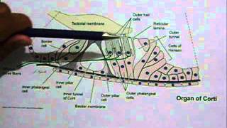 Órgano de Corti [upl. by Lauer]