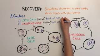 Mononucleosis Video 3 Mononucleosis III [upl. by Otecina]