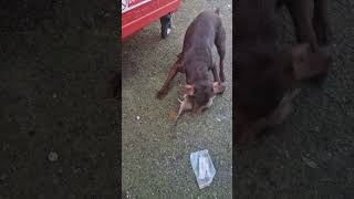 Patterdale terrier up close destroying BIG Rat [upl. by Kcim]