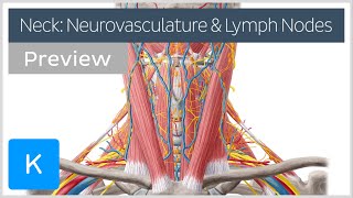 Neurovasculature and lymph nodes of the neck preview  Human Anatomy  Kenhub [upl. by Kyd]