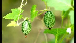 HOW TO GROW CUCAMELONS [upl. by Grosberg]