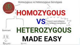 Homozygous vs Heterozygous Genotypes [upl. by Joanie]