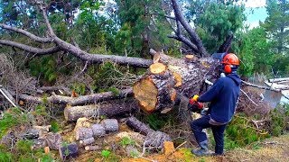 100 Chinese chainsaw test and review by a professional logger [upl. by Evelc]