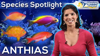 Species Spotlight ANTHIAS  With Hilary Marine Biologist of WaterLogged [upl. by Inoek]