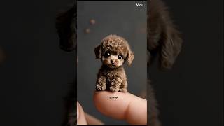 Help Us Name This Tiny Cute Little Poodle Puppy 🥺 🐕 🐾doglover miniature [upl. by Eirrol]