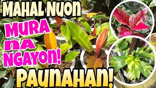 Buyers Naguunahan Dahil Muraplants sale houseplants [upl. by Eniamart]