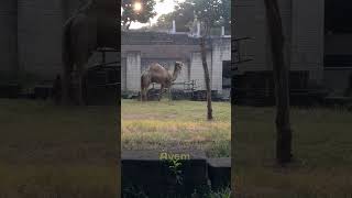 dromedary camel in the zoo [upl. by Dagley]