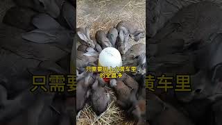 兔子向你求救的三个驱虫信号 兔子养殖 养兔 科学养兔 兔子养殖 rabbit 肉兔养殖 [upl. by Lowe]