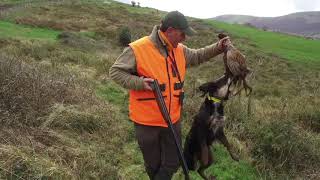 Cazando Faisanes en Entrambasaguas Cantabria [upl. by Coltun]