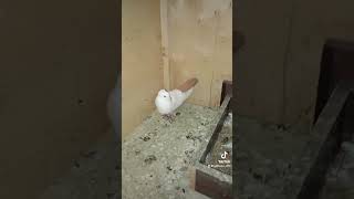 Das zweite Taubenei liegt tauben pigeon pets birdslover bird [upl. by Nwahsuq]