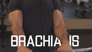 How To Grow WiderThicker Biceps  Brachialis Exercises [upl. by Orfield]