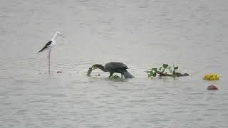 MVI 0024 Great Cormorant with fish Begur Kere DMW 131024 [upl. by Retluoc]