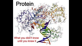 Protein what you didnt know until you knew it [upl. by Llenwahs588]