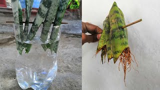 Step by step guide to propagate snake plants water  Thriving Snake plant propagation [upl. by Fairley]