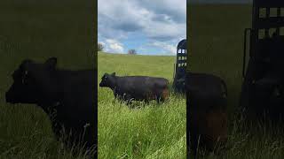 Grass Fed Beef Aberdeen Angus Lowline Cattle Shenandoah Valley Virginia [upl. by Einatirb]