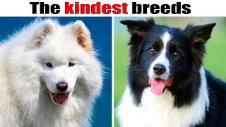 9 Kindest dog breeds in the world [upl. by Marv]