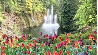 Butchart Gardens April 2024 [upl. by Estrellita]