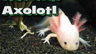 Axolotl Metamorphosis [upl. by Atal]