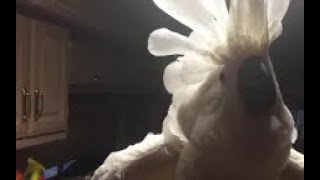 Chief the Cockatoo CUSSES out owner for leaving room wSubtitles [upl. by Cul]