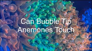 Can Bubble Tip Anemone Touch  Keeping Multiple RBTA Saltwater Coral Reef Aquarium [upl. by Asaph32]