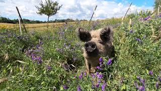 Glückliche Schweine in Freilandhaltung Das Leben eines Kulmbacher Weideschweins [upl. by Holden190]