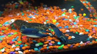 Bluemoon Lobster  Cherax Sp Crayfish For Sale [upl. by Letnwahs20]