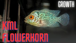 WATCH KML Flowerhorn GROWTH  2 Month Old Fry [upl. by Austine]