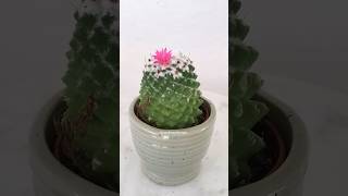 Mammillaria polythele bloom timelapse shorts [upl. by Haeluj]