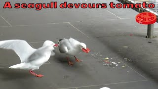 A seagull devours a sliced tomato and swallows it whole [upl. by Yllek]