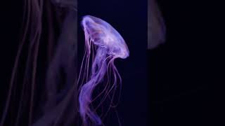 The Amazing Life Cycle of a Jellyfish in 60 Seconds 🐙 [upl. by Otrebmal]