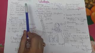 Ulothrix  vegetative structure and asexual reproduction for neet tgt pgt and 12th students [upl. by Ulyram703]