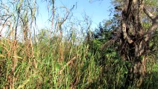 Least Flycatcher call Southern Glades [upl. by Viddah]