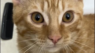 2 minute cat therapy cat cats destress cute kitten cattherapy [upl. by Pradeep]