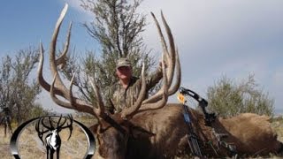 443quot and 403quot MONSTER Archery Elk Hunts Free Range  MossBack [upl. by Downall]