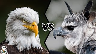 BALD EAGLE VS HARPY EAGLE  Which is the most powerful [upl. by Burty]