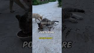 Gatto con la Gamba Rottа per Motivo Sconosciuto PARTE 1🥺 gatto animali shorts [upl. by Keraj944]