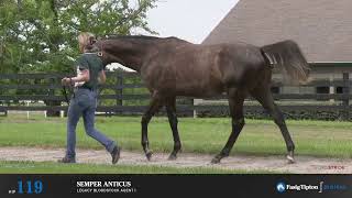 Hip 119  Semper Anticus  3YearOld Colt by Liams Map [upl. by Hnamik]