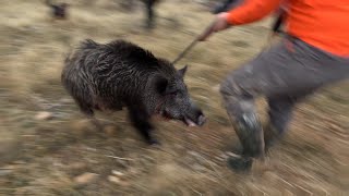 Kendimizi Canavar Domuza Kestiriyorduk  Wildboar Attack [upl. by Marih]