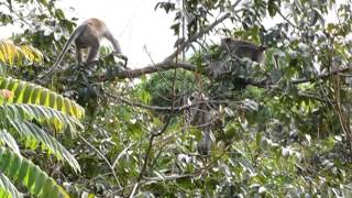 Monkeys Arguing Frasers Hill Malaysia [upl. by Dobson]